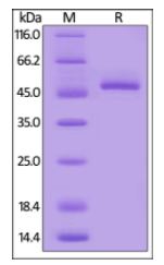 Mouse BAFF, Mouse IgG2a Fc Tag, low endotoxin on SDS-PAGE under reducing (R) condition. The gel was stained overnight with Coomassie Blue. The purity of the protein is greater than 95%.